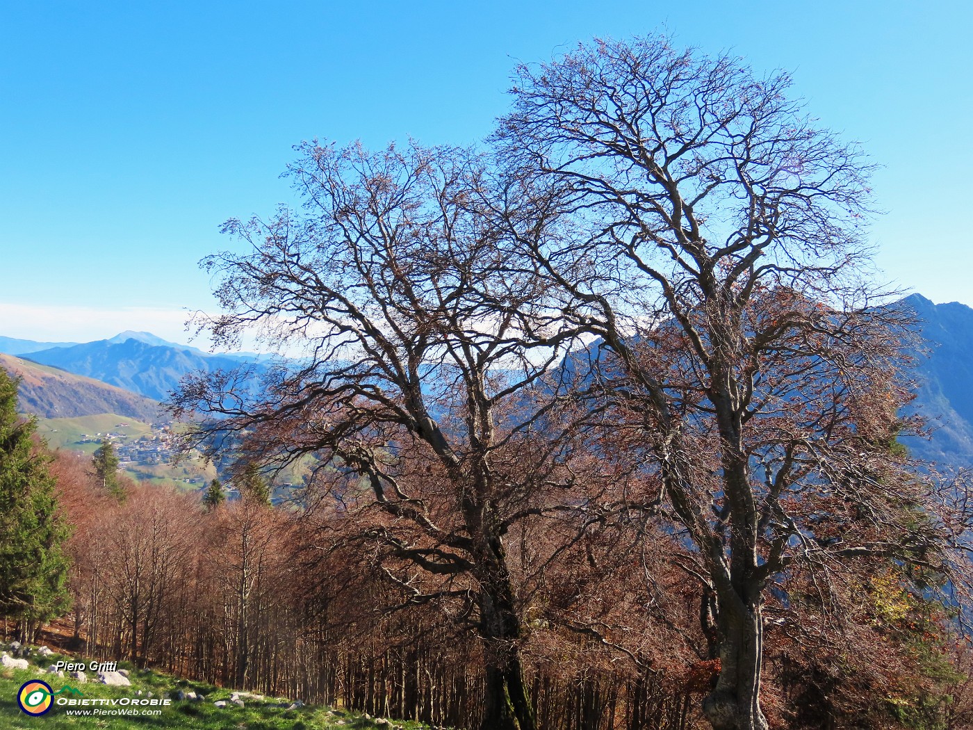 31 Faggi secolari del Menna.JPG